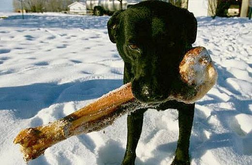 Tej zimy puszczone samopas psy są wielkim zagrożeniem dla zwierzyny.