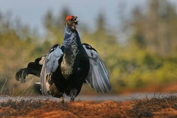 Spokój dla cietrzewi i sokołów. Szlaki czasowo zamknięte