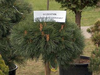 Eksplozja zapachu kwiatów