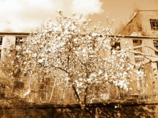 Pamiątka z celulozy