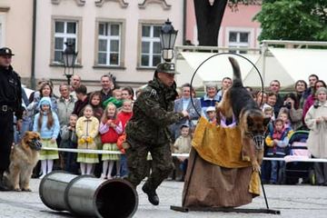 Majówka na czterech łapach