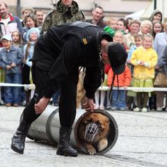Majówka na czterech łapach