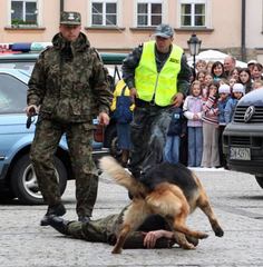 Majówka na czterech łapach