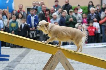 Majówka na czterech łapach