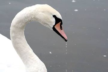 Żar się leje z nieba