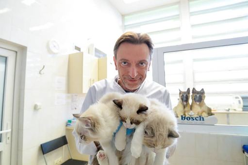Amory u kotów inaczej niż u człowieka, tylko w ciągu dnia