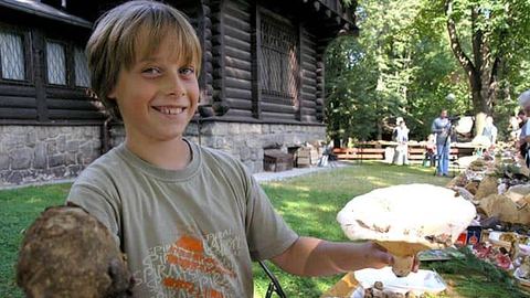 Grzybowe okazy z Karkonoszy można podziwiać na rokrocznej wystawie w Muzeum Przyrodniczym.