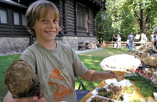 Grzybowe okazy z Karkonoszy można podziwiać na rokrocznej wystawie w Muzeum Przyrodniczym.
