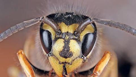 Vespula vulgaris: osa pospolita.