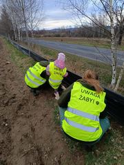 Ratują żaby, chronią naturę. Rusza wiosenna Akcja Żaba