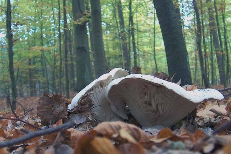 Kilka słów o grzybach
