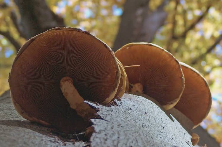 Kilka słów o grzybach