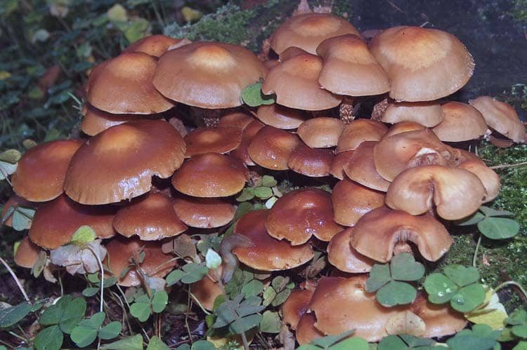 Kilka słów o grzybach