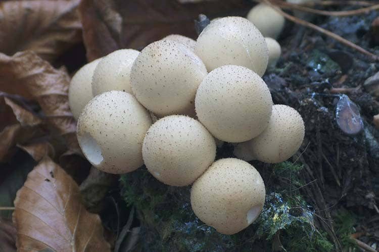 Kilka słów o grzybach