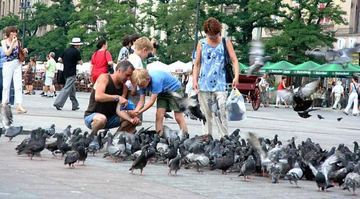 Skrzydlata plaga