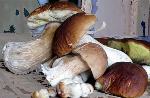 Pokusą są dorodne borowiki, które wciąż rosną w lasach Kotliny Jeleniogórskiej.