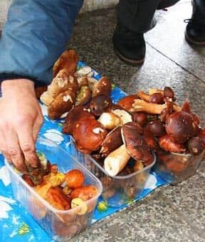 Wybierając się na grzyby warto pamiętać o tym, że w lesie łatwo zgubić drogę.