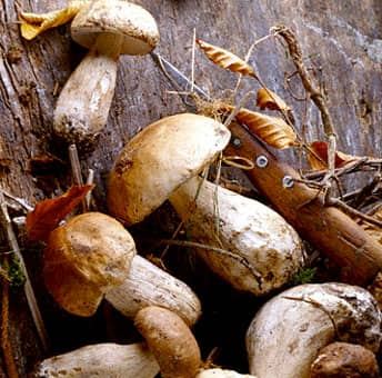 Borowiki szklachetne (boletus edulis) obrodziły w tym roku wyjątkowo.