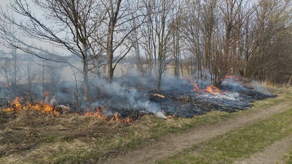 Pożar trawy w Ścięgnach