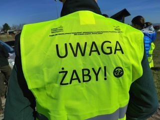 Płazy migrują, ale szczyt migracji jeszcze przed nami