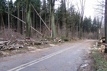 Huragan "narozrabiał", służby posprzątają