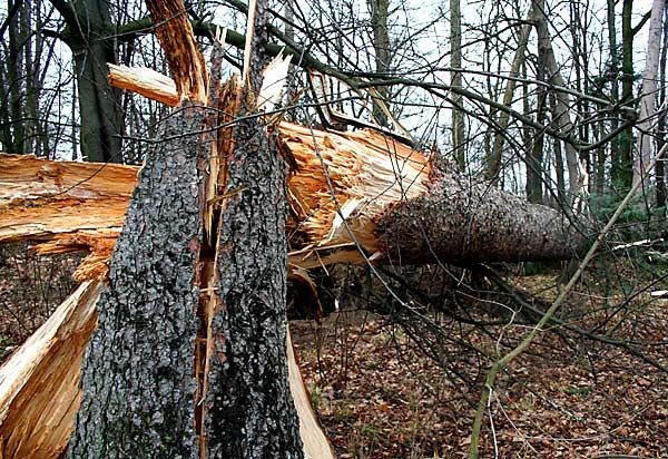 Wciąż usuwają skutki wichury