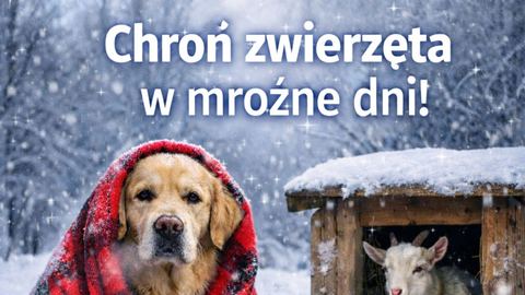 Chroń zwierzęta w mroźne dni