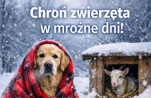 Chroń zwierzęta w mroźne dni