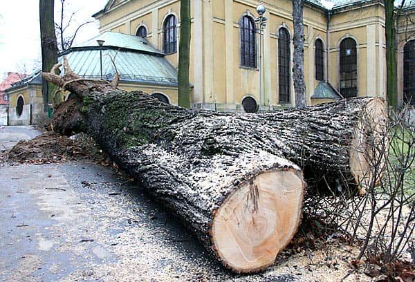 Stare kasztanowce czekają na pocięcie.