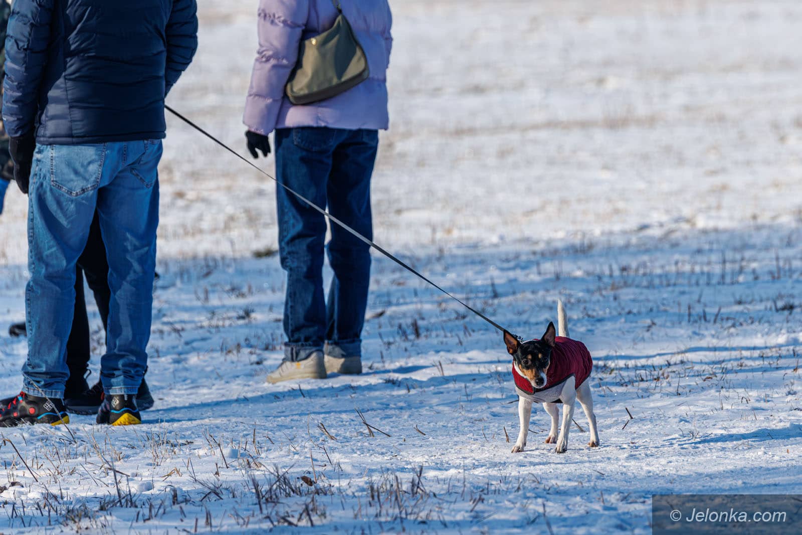 Chihuachuy i yorki marzną najszybciej