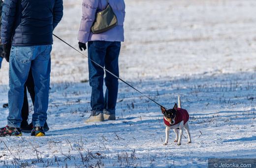 Chihuachuy i yorki marzną najszybciej