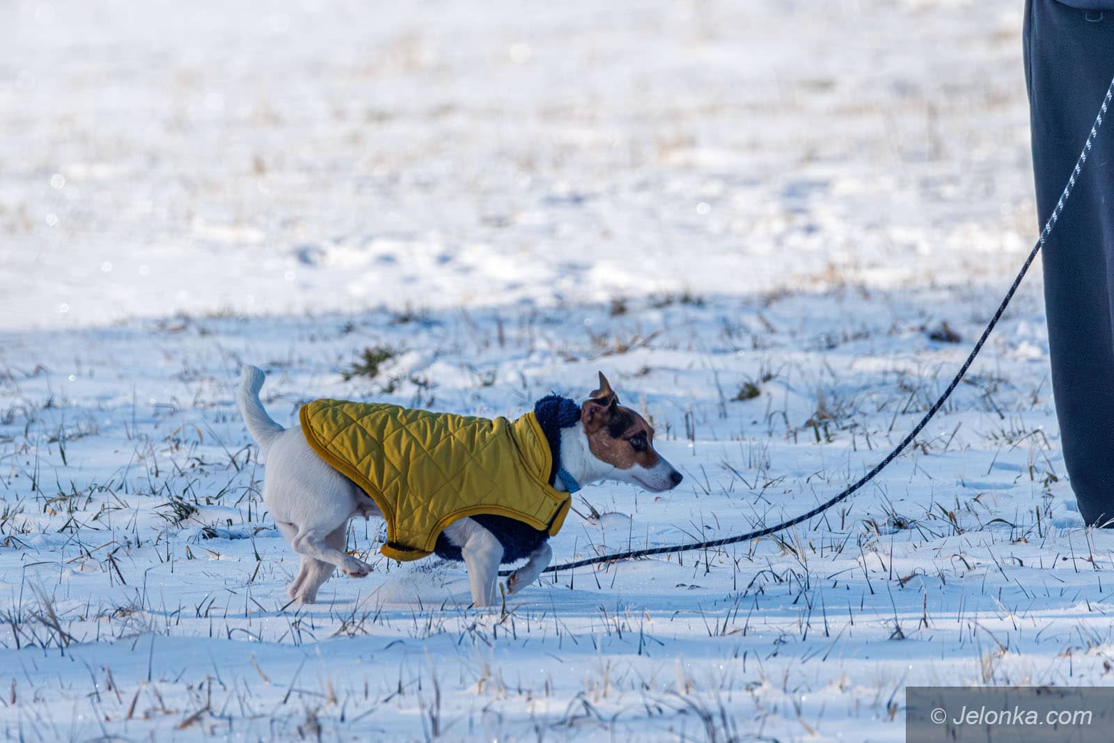 Chihuachuy i yorki marzną najszybciej