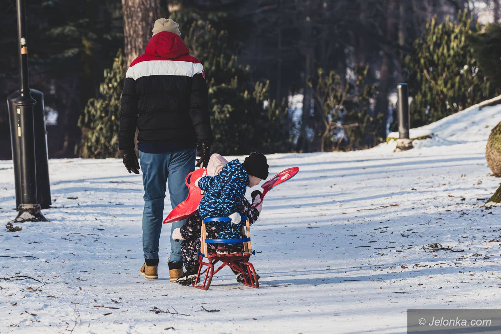 Chihuachuy i yorki marzną najszybciej