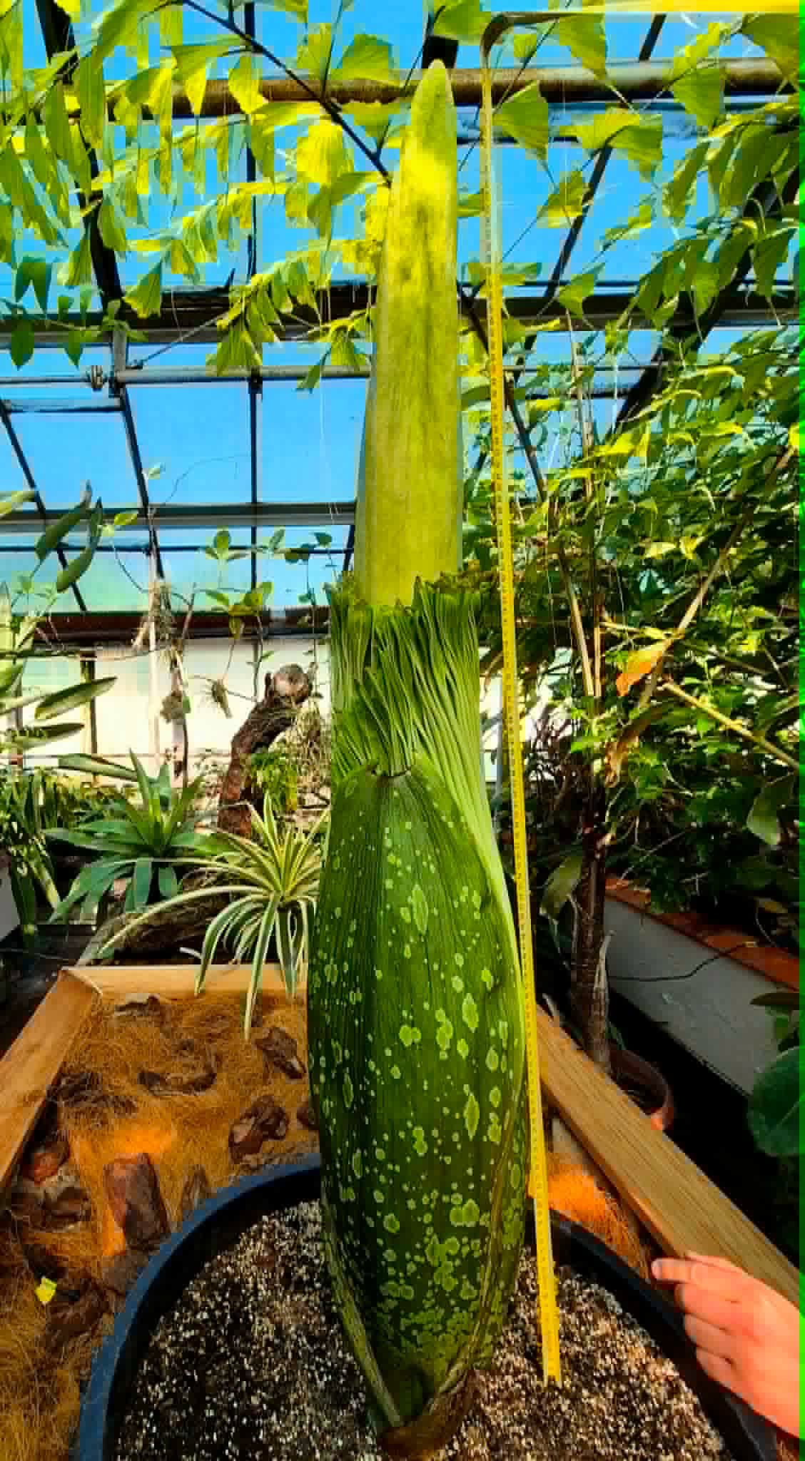 Botaniczna sensacja we Wrocławiu. Po raz pierwszy zakwitnie jedna z najrzadszych roślin świata