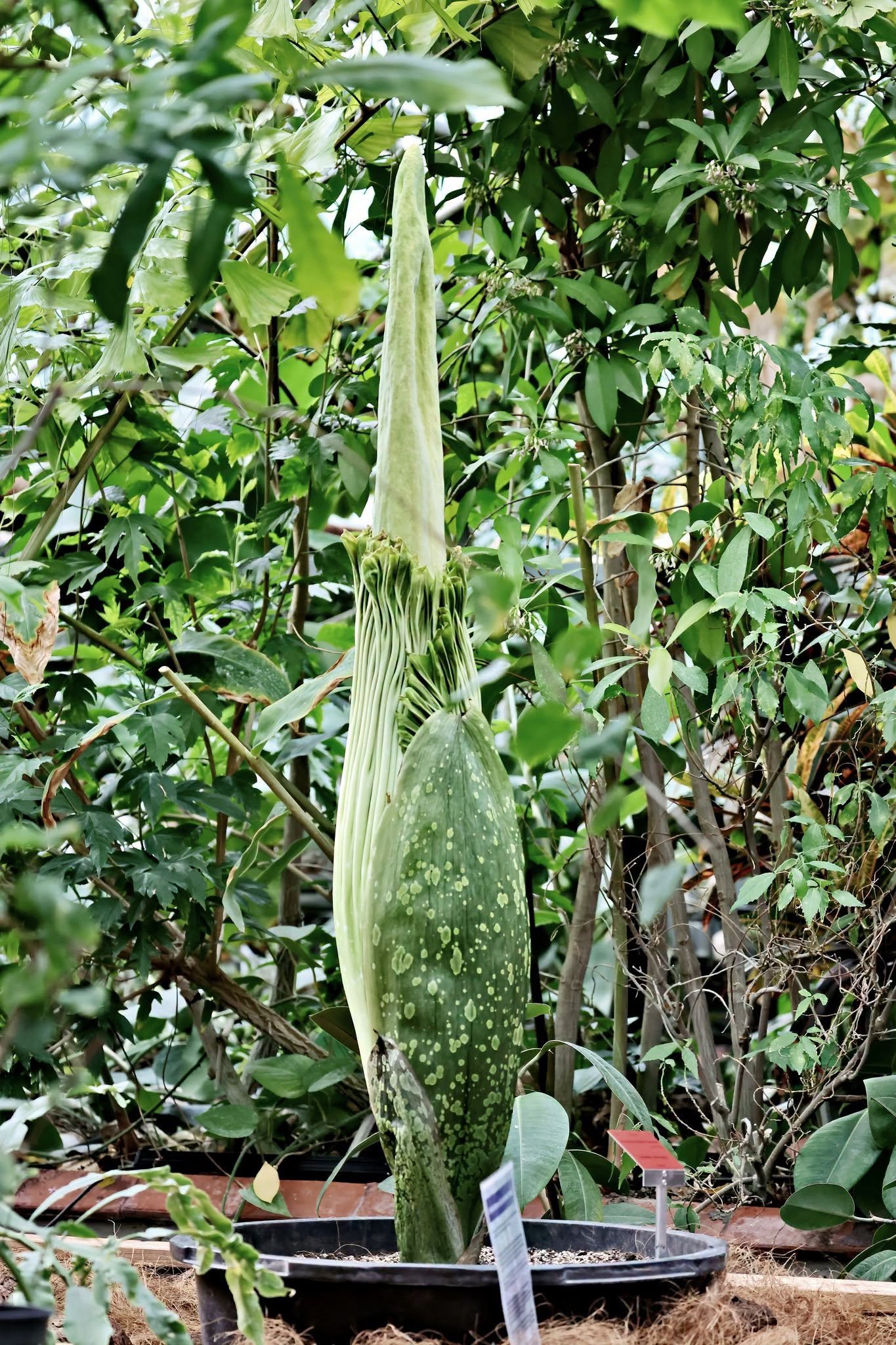 Botaniczna sensacja we Wrocławiu. Po raz pierwszy zakwitnie jedna z najrzadszych roślin świata