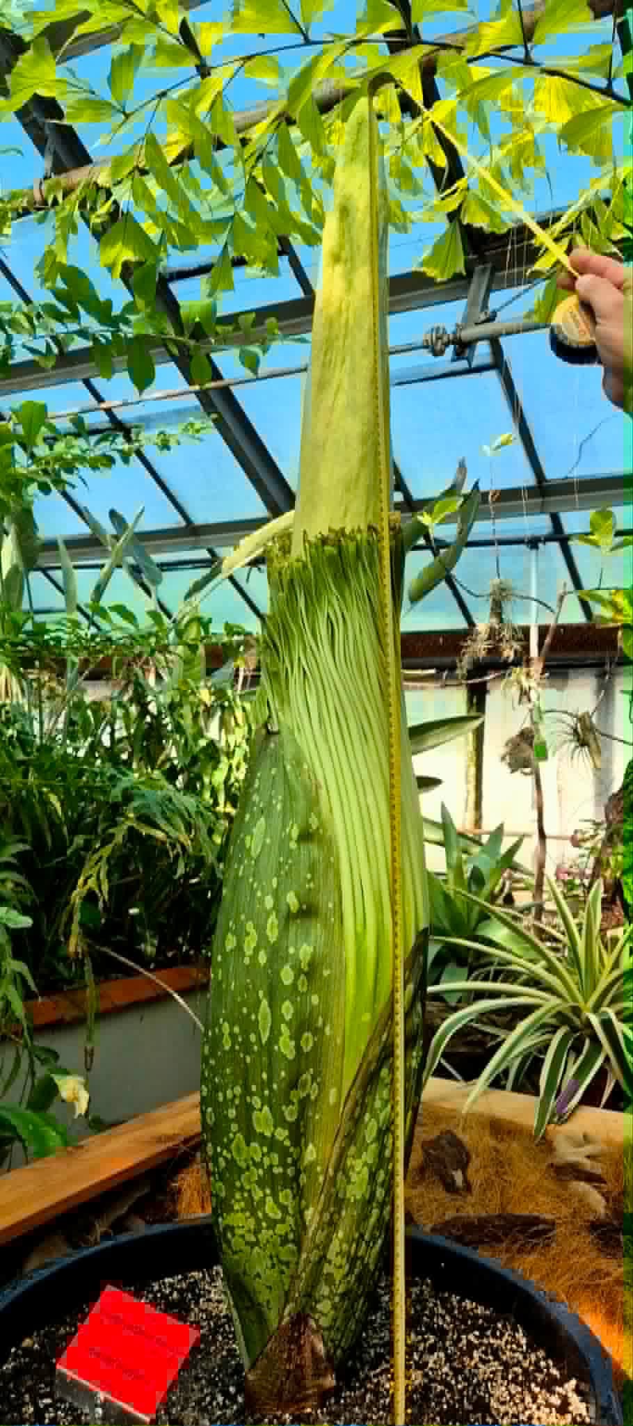 Botaniczna sensacja we Wrocławiu. Po raz pierwszy zakwitnie jedna z najrzadszych roślin świata