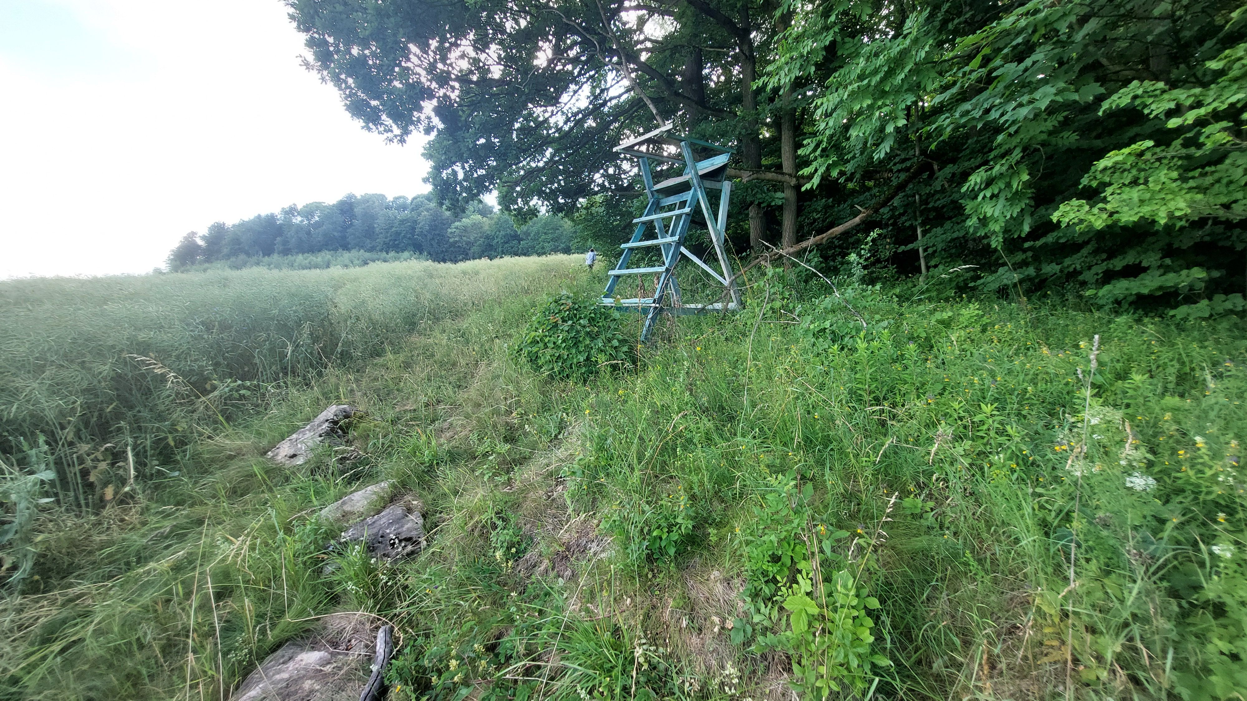 Ambona i pułapki - przystanek na ścieżce wokół Góry Wapiennej