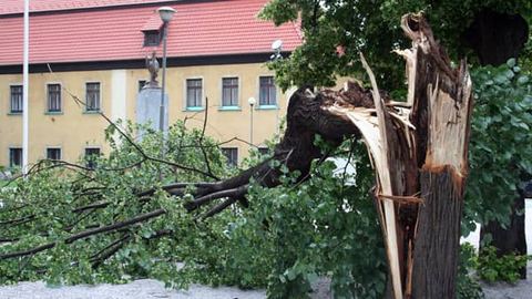 Stare drzewa nie wytrzymują naporu bardzo silnego wiatru.