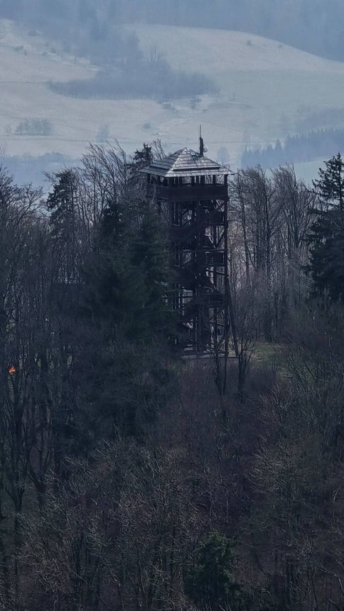 Dzikowiec w słońcu – widoki, które robią wrażenie