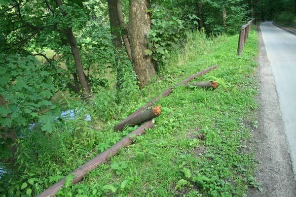 Resztki ścieżki