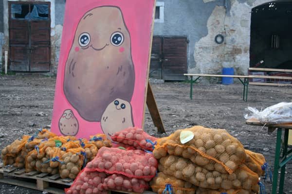 Przynieśli plon