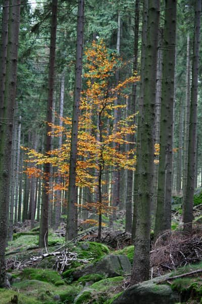 Rudawskie cuda - fotoreportaż