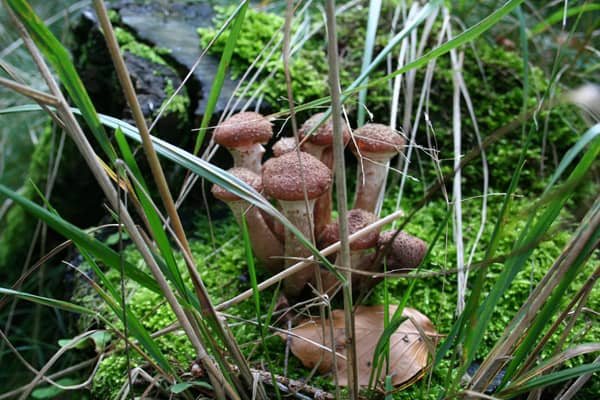 Rudawskie cuda - fotoreportaż