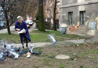 Jeleniogórska wojna z gołębiami