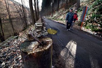 Ścieżka przy Borowym Jarze – stan klęski