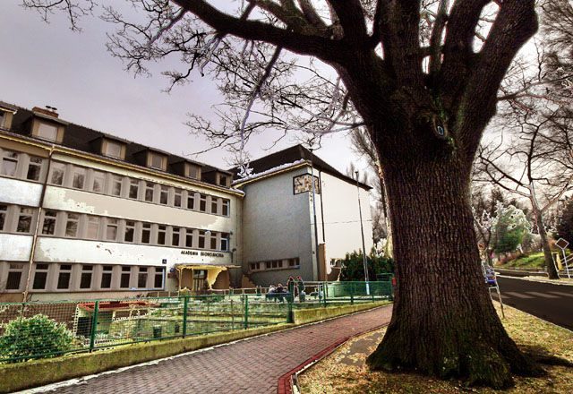 Może przy okazji zmiany nazwy uczelni więcej zainteresowanych dowie się, że przed jej gmachem rośnie jeden z najstarszych dębów w regionie jeleniogórskim.