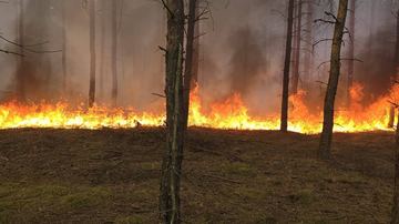 Brutalne statystyki. Już 70 pożarów lasów w tym roku