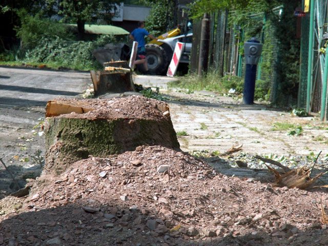Mord na drzewach w biały dzień