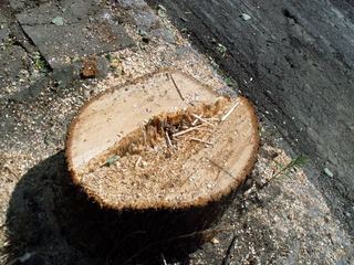 Mord na drzewach w biały dzień