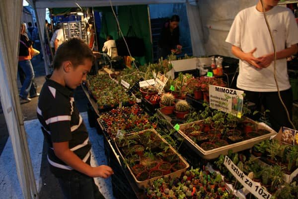 U Kargula i Pawlaka złoty granat dla "Kup teraz"